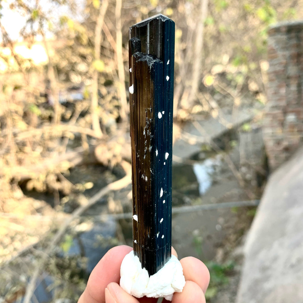 Attractive Elongated Black Tourmaline Crystal On Snowy White Albite