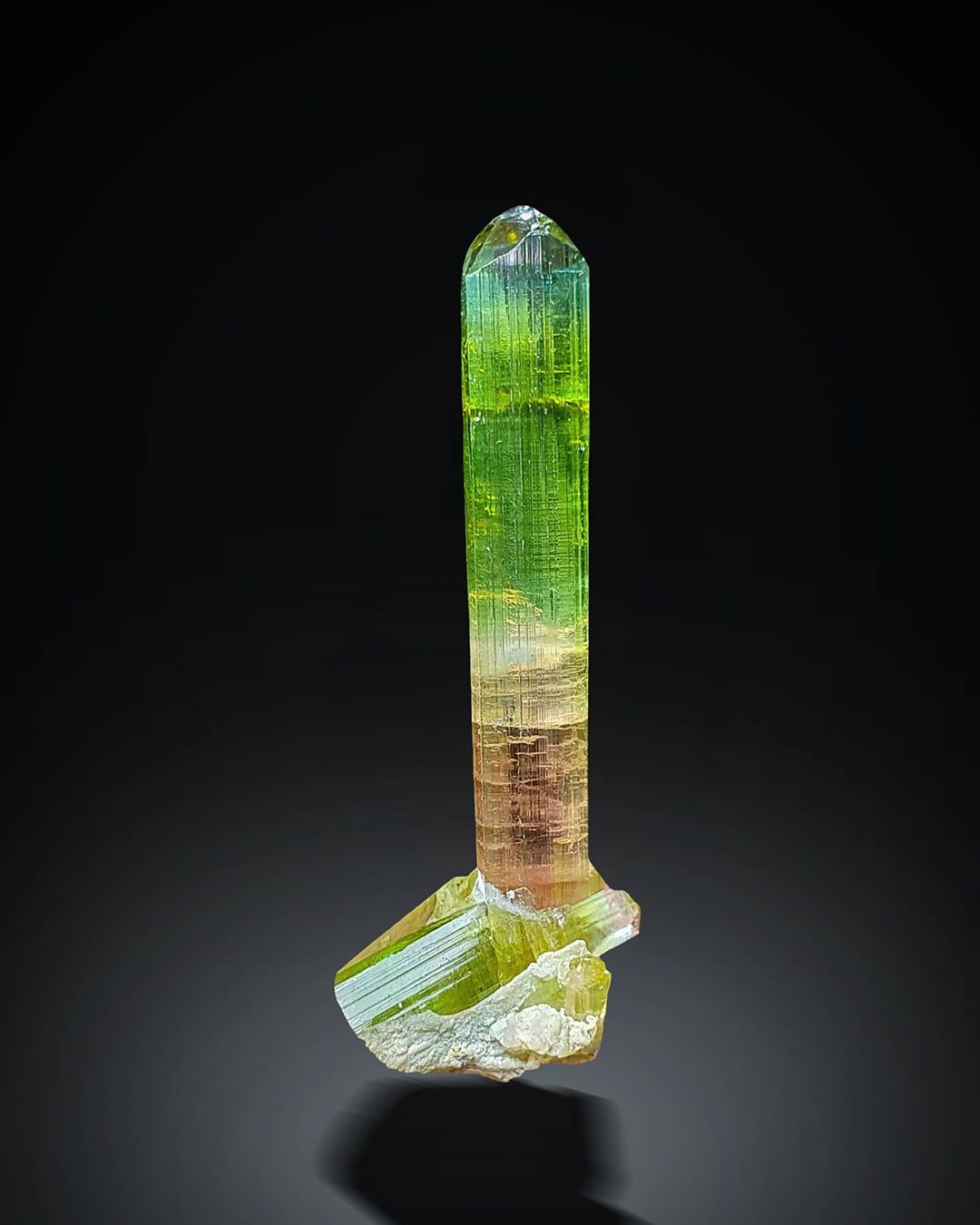 Bicolor Tourmaline Crystal with a black background at Gandhara Fine Minerals
