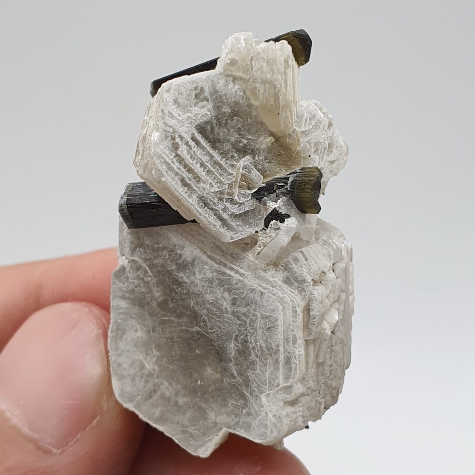 Bicolor Tourmaline Crystals Nicely Perched On Muscovite Mica