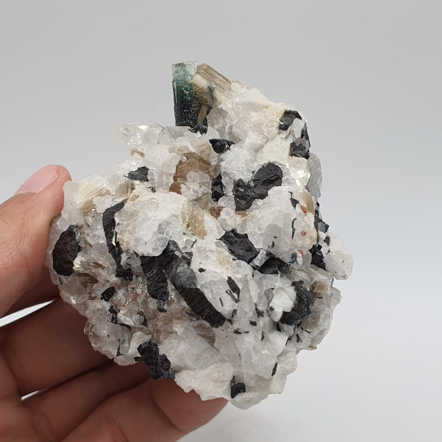 Bicolor Tourmaline With Mint Green Cap On Albite With Mica And Garnet