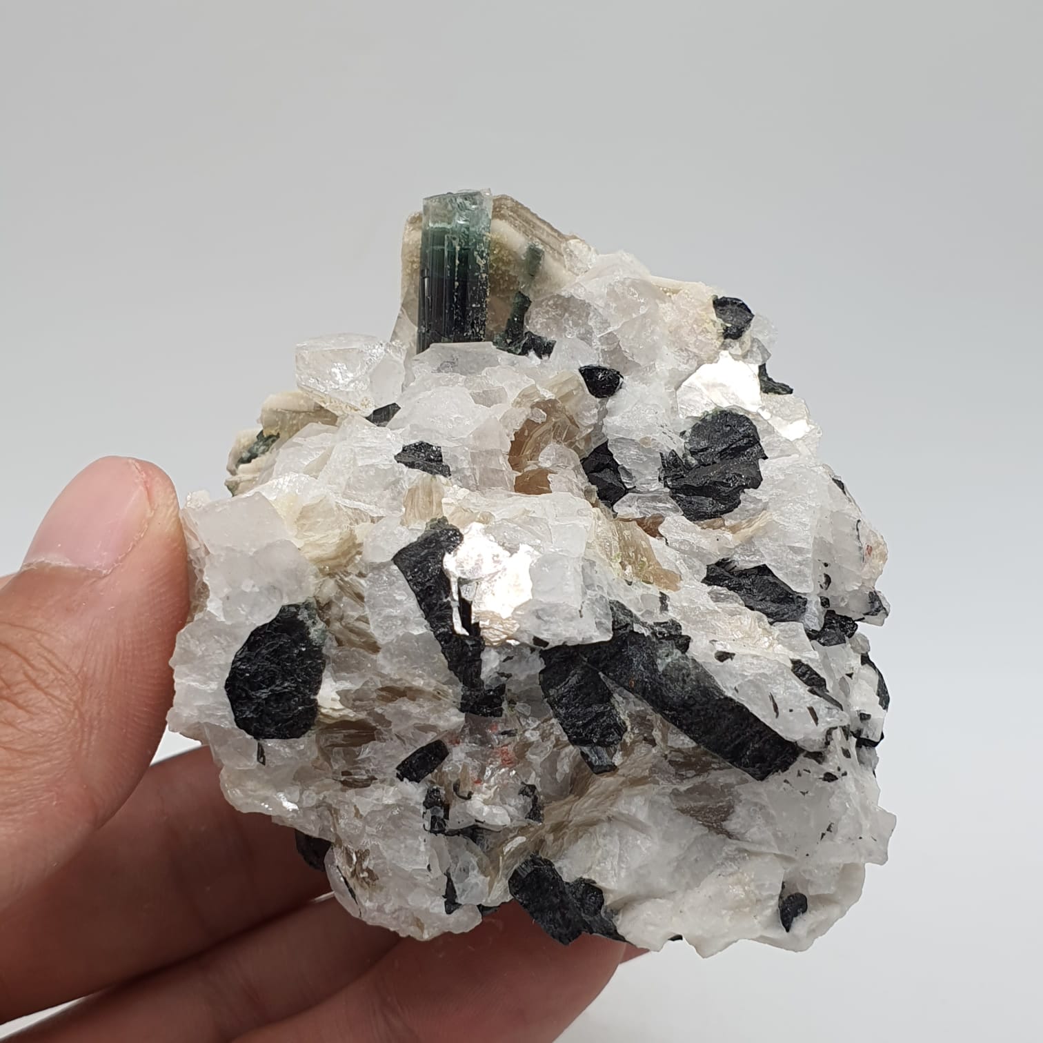 Bicolor Tourmaline With Mint Green Cap On Albite With Mica And Garnet