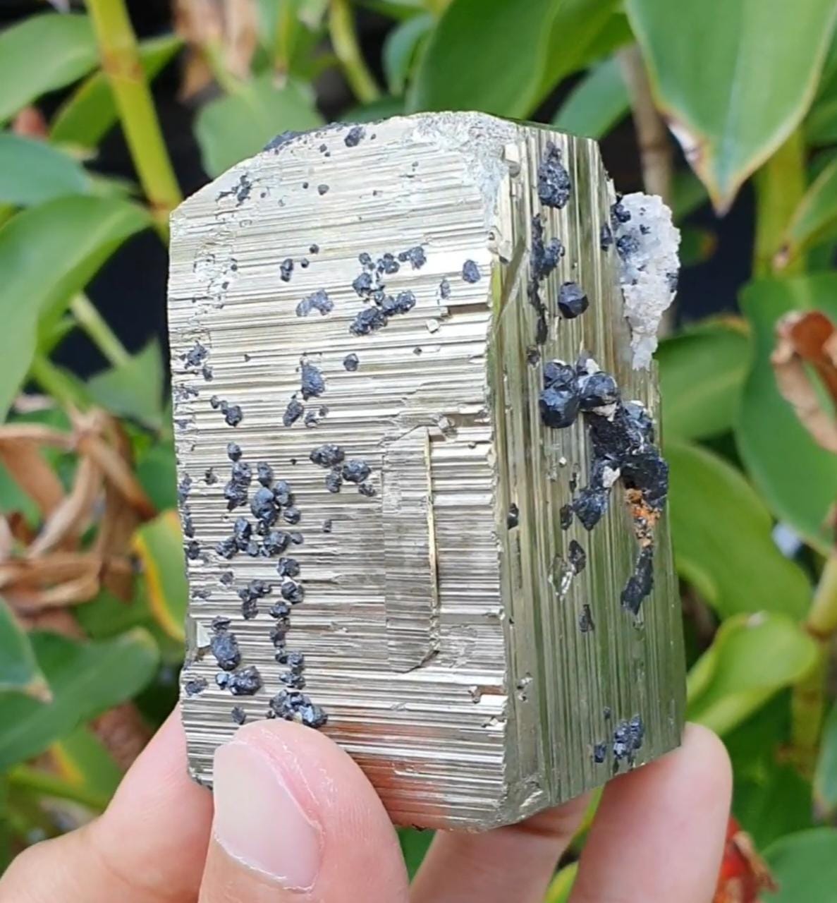 Mixed Cubic Pyritohedral Habit Pyrite with Sphalerite