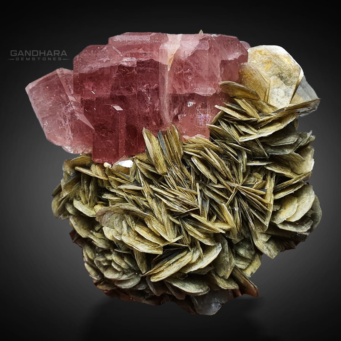 Pink Apatite Crystals Cluster on Muscovite Rose with black background at Gandhara Fine Minerals