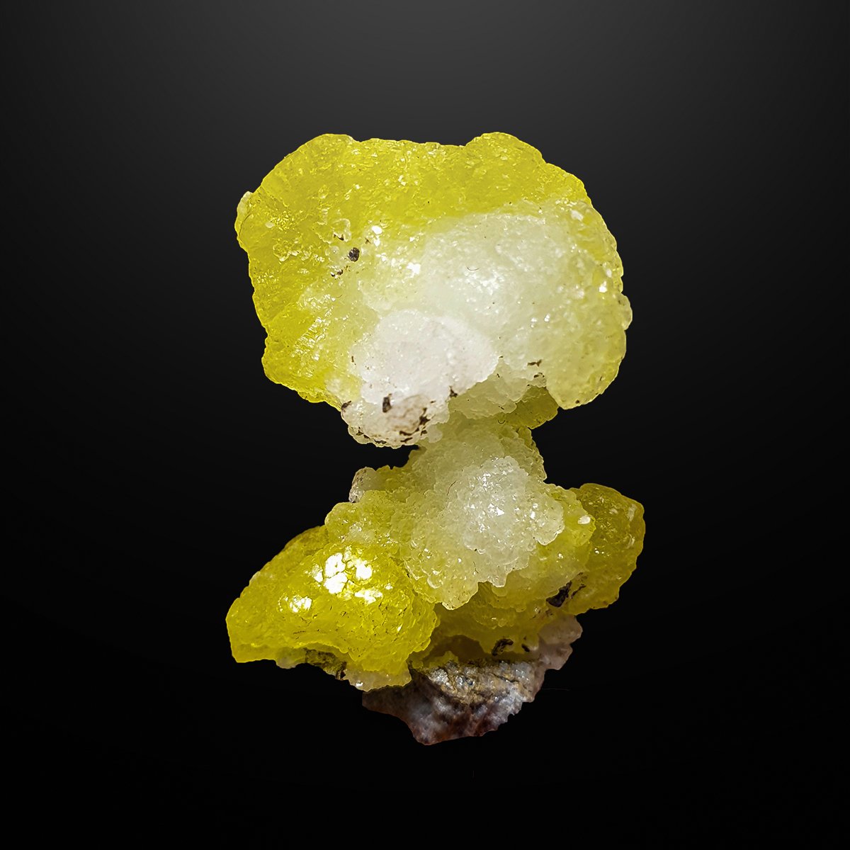 13 Gram Vivid Yellow Color Perfect Miniature Botryoidal Brucite on matrix