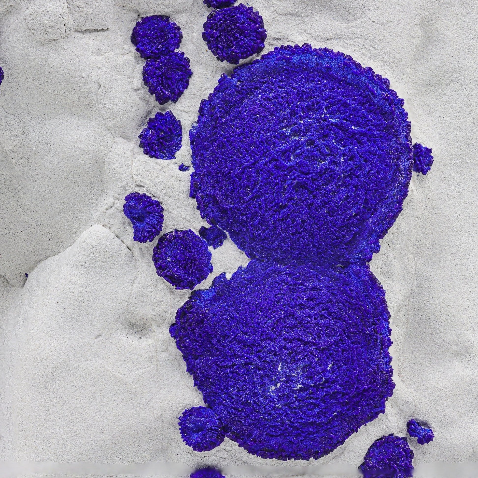 Blue Azurite sun crystals on creamy white Kaolinite matrix from Australia