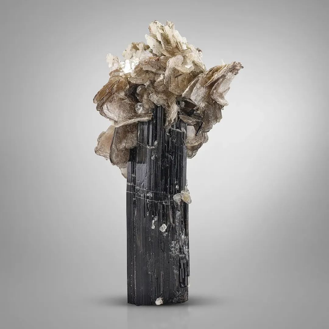 robust cluster of Muscovite Mica on Schorl Black from Pakistan