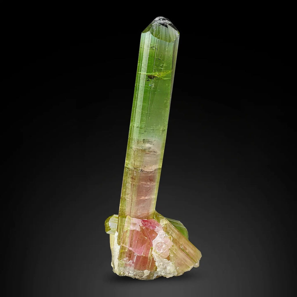 Multicolored  tourmaline  on a black background at Gandhara Fine Minerals